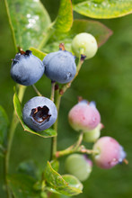 Ripe For Picking, Blue Berries On A Blue Berry Bush In Late Summer In Scotland.