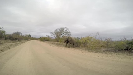 Wall Mural - Elephant eating on the side of a dirt road in the Kruger National Park, South Africa.