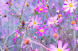 Pink cosmos flowers blossom