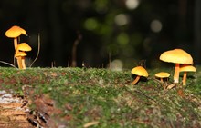 Orange Wild Mushrooms Are Growing On A Fallen Dead Trunk In The Jungle. Misiones, Argentina. Autumn Season.