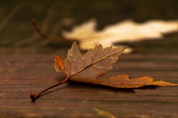 Wall Mural - autumn leaf on water