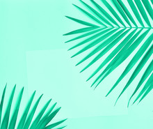 Palm Tree Leaves On Mint Color Background With Copy Space.