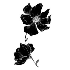 Wall Mural - Vector Magnolia floral botanical flowers. Black and white engraved ink art. Isolated magnolia illustration element.