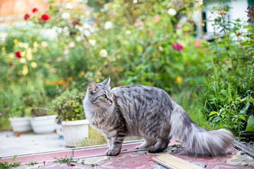 Wall Mural - Big cat similar to mei-kun on walk among  flowers in summer. Pets in the summer at the cottage. scared cat turned around. international cat day