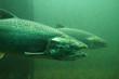 The Chinook salmon (Oncorhynchus tshawytscha) also called king salmon. Fish on their way to spawning, view from Ballard Locks in Seattle.