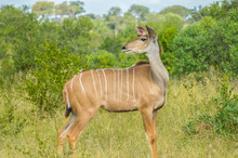 A Big Family Of Kudu Antelopes In Kruger National Park Africa