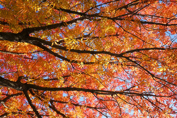 view of colorful trees during autumn near dallas, texas