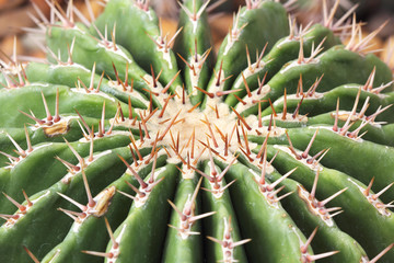 Wall Mural - Cactus thorns close-up