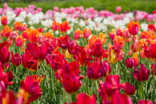 Field Of Red Tulips
