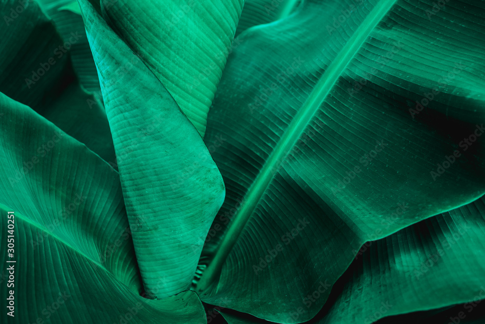 tropical banana leaf texture in garden, abstract green leaf, large palm foliage nature dark green background - obrazy, fototapety, plakaty 
