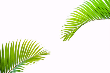 tropical coconut leaf isolated on white background, summer background