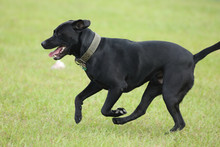 Image Of A Black Dog Running In The Field.
