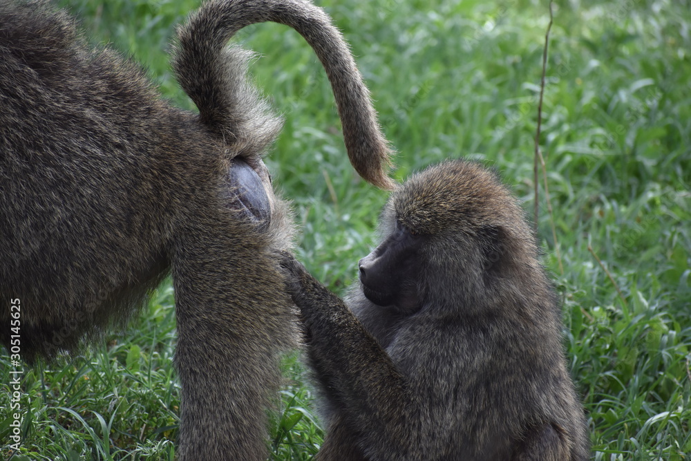 Baboon Butt Stock Photo | Adobe Stock
