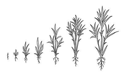 Wall Mural - Sugar cane. Animation of the development of the plant growth stage. Hand drawn vector black line outline.