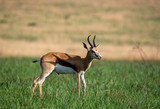 Fototapeta Sawanna - A Springbok or Springbuck, on the South African plains.