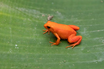 Wall Mural - Frog Golden Mantella. Endemic. Madagascar. Africa