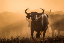 Wonderful Portrait Of Kenya Buffalo. Tsavo West National Park. Kenya