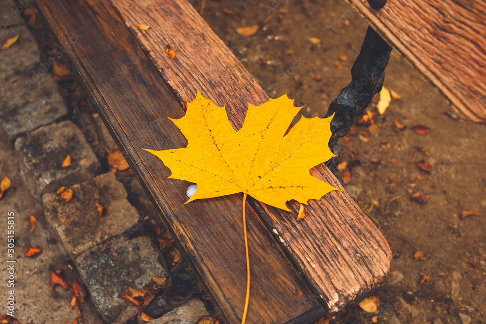 Fallen leaf on wooden bench in park