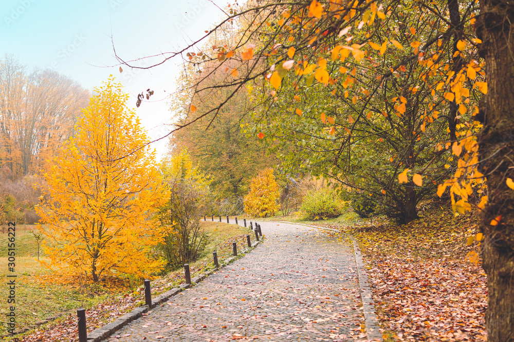View of beautiful autumn park