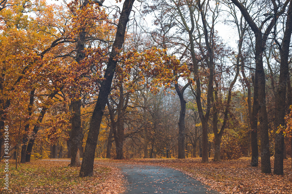 View of beautiful autumn park