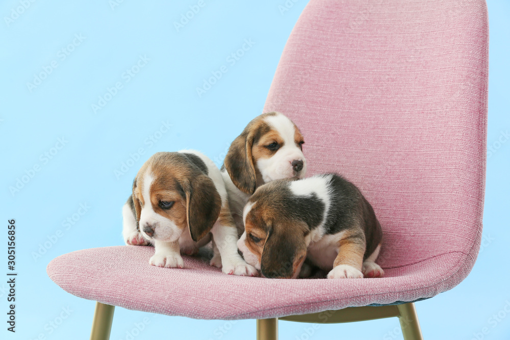 Cute beagle puppies on chair against color background