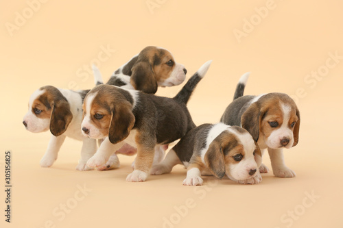Cuadros en Lienzo Cute beagle puppies on color background