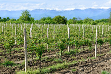 Young Vineyard In Kakheti Wine Region In Spring, Alazani Valley. Georgia