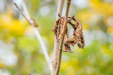 Nursery deciduous plants in the autumn sunny day. Dry leaves of horse chestnut on a tree branch.