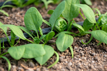 Young fresh organic spinach plants and drip irrigation system in a greenhouse - selective focus