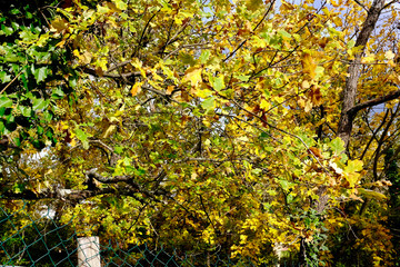 AUTOMNE LOIRE FOREZ 2