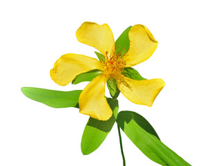 Sticker - Flower of hypericum (Hypericum gebleri) 5