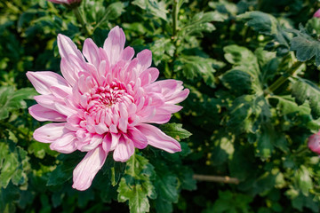 Beautiful Pink chrysanthemum flowers in the garden