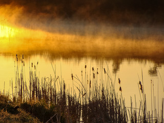 Wall Mural - Sunrise landscape at the water, trees reflection in the lake on foggy morning, early morning reeds mist fog and water surface on the lake       