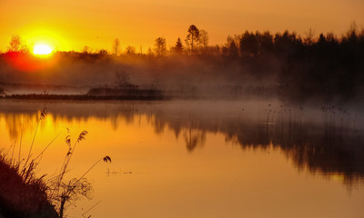 Wall Mural - Sunrise landscape at the water, trees reflection in the lake on foggy morning, early morning reeds mist fog and water surface on the lake       
