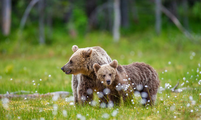 Poster - She-bear with cub in a forest glade surrounded by white flowers. White Nights. Summer. Finland.