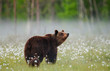 Brown bear stands in a forest clearing with white flowers against a background of forest and fog. Summer. Finland.