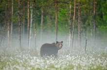 Brown Bear Stands In A Forest Clearing With White Flowers Against A Background Of Forest And Fog. Summer. Finland.