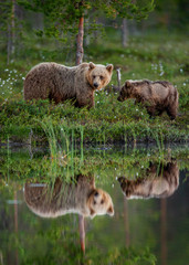 Poster - She-bear with a cub bear walks along the edge of a forest lake with a stunning reflection. Summer. Finland.