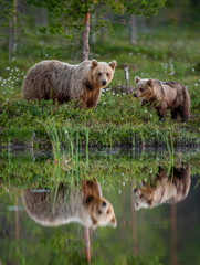 she-bear with a cub bear walks along the edge of a forest lake with a stunning reflection. summer. f