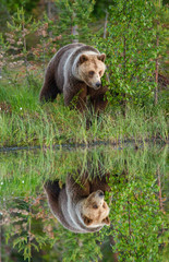 Canvas Print - Brown bear is standing on the edge of a forest lake with a stunning reflection. White Nights.