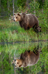 Canvas Print - Brown bear is standing on the edge of a forest lake with a stunning reflection. White Nights. Summer. Finland.