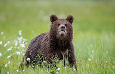 Canvas Print - Brown bear in a forest glade surrounded by white flowers. White Nights. Summer. Finland.