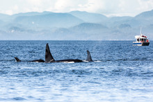 Killer Whales Pod In British Columbia, Canada