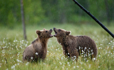 Poster - Two young brown bears are playing in a forest clearing with each other.. Summer. Finland.