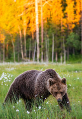 Canvas Print - Brown bear in a clearing against the backdrop of a stunning forest with sunset. Orange paint treetops. Summer. Finland.