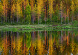 Fototapeta Las - Trees in the forest stand on the edge of a forest lake with a clouding reflection and color. Awesome light at sunset. Summer. Finland.