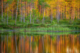 Fototapeta Las - Trees in the forest stand on the edge of a forest lake with a clouding reflection and color. Awesome light at sunset. Summer. Finland.