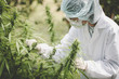 © Tinnakorn - Portrait of scientist  checking hemp plants and cannabis flowers in a greenhouse. Concept of herbal alternative medicine, cbd oil, pharmaceptical industry. Vintage tone