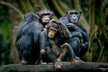 Chimpanzee Consists Of Two Extant Species: Common Chimpanzee And Bonobo. Bonobos And Common Chimpanzees Are The Only Species Of Great Apes That Are Currently Restricted In Their Range To Africa