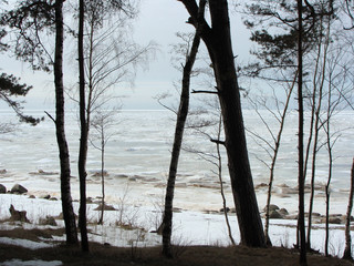 Wall Mural - landscape with frozen sea, black tree silhouettes in the foreground, winter day